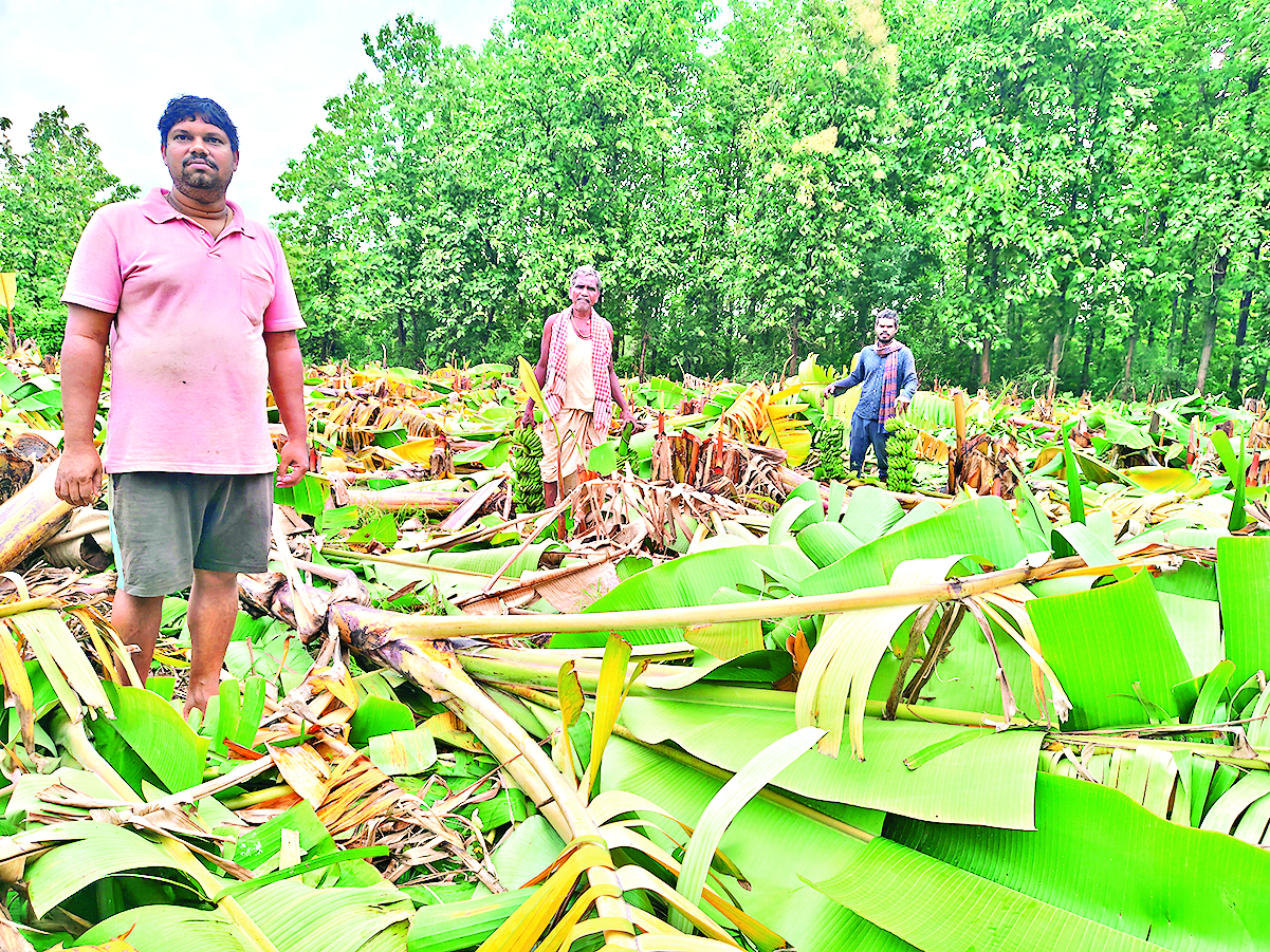 Sambalpur News: अनुगूल में हाथियों से जीवन रक्षा को अपने हाथों से फसल उजाड़ रहे हैं किसान