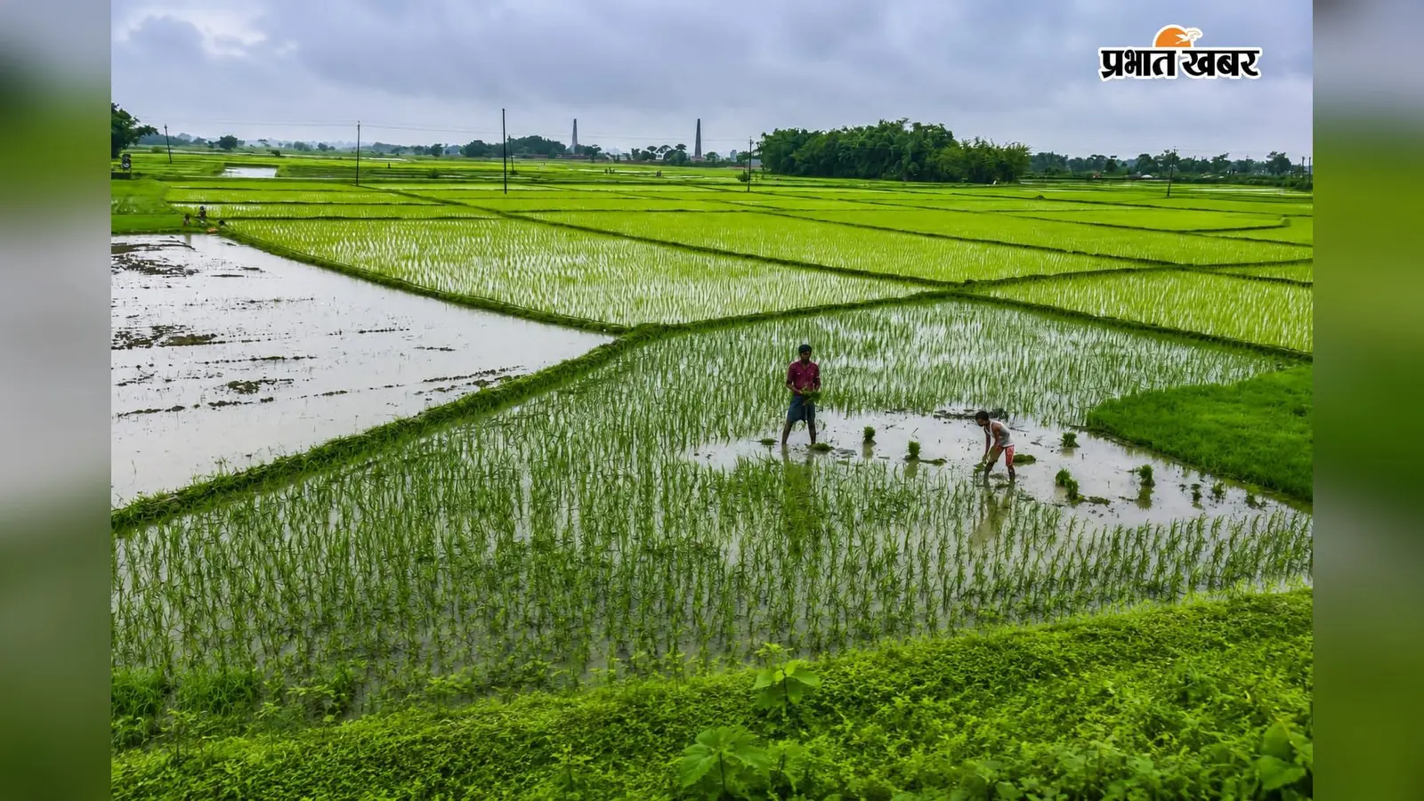 झमाझम बारिश से खेतों में लौटी रौनक, धान रोपनी ने पकड़ी रफ्तार
