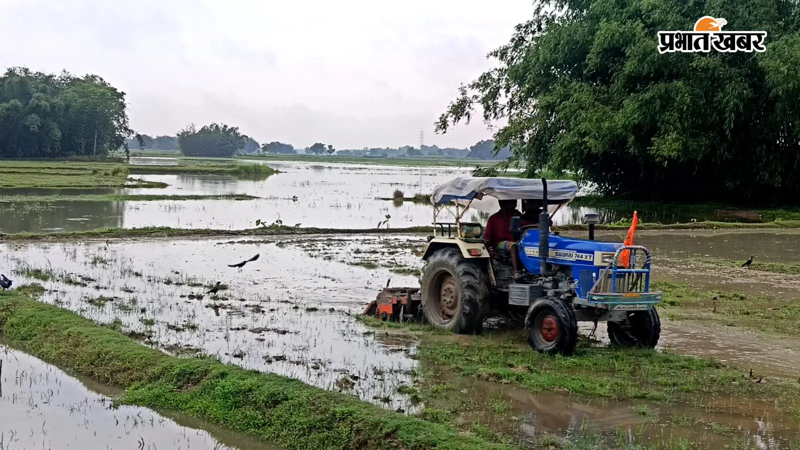लगातार बारिश से किसानों में लौटी उम्मीद, टेढ़ागाछ में धान रोपनी ने पकड़ी रफ्तार