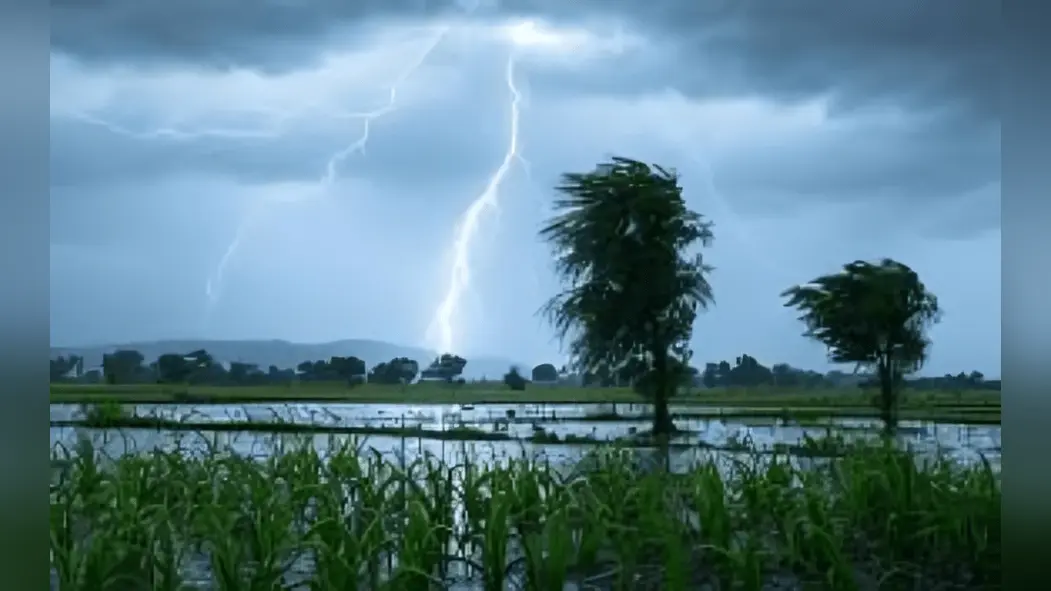 सीवान में झमाझम बारिश से धान की खेती को मिली संजीवनी, किसानों के खिले चेहरे