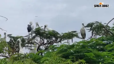 हजारों किलोमीटर उड़कर बिहारशरीफ पहुंचे साइबेरियन प्रवासी पक्षी, शहर के पेड़ों पर बढ़ी चहचहाहट