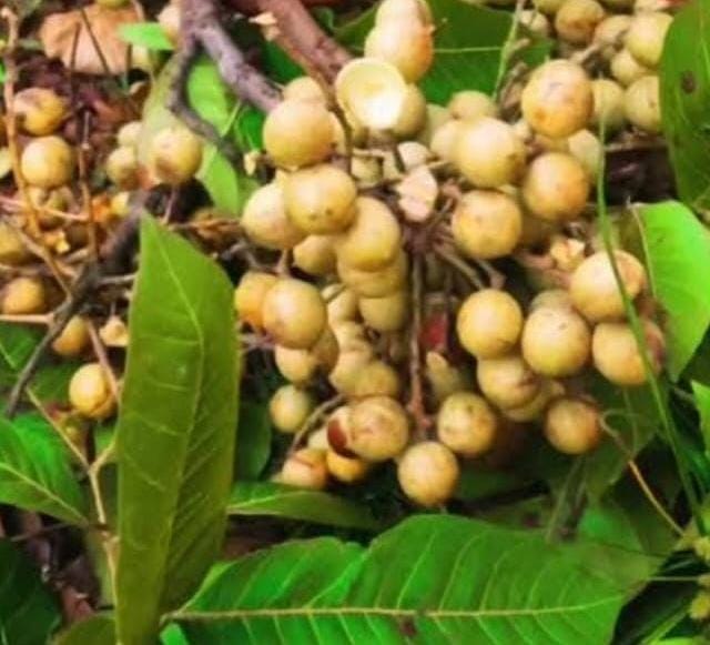 वीटीआर के जंगलों में पके कुसुम के रसीले फल, वन्यजीवों के पौष्टिक आहार के साथ लोक संस्कृति का प्रतीक