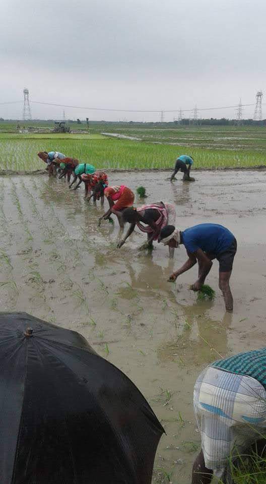 अररिया में बारिश से धान की रोपनी ने पकड़ी रफ्तार, किसानों के चेहरे पर लौटी मुस्कान