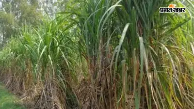 बिहार में गन्ना नर्सरी लगाने पर मिलेगा 11.25 लाख रुपये तक का अनुदान, जानें कैसे और कब तक करें आवेदन