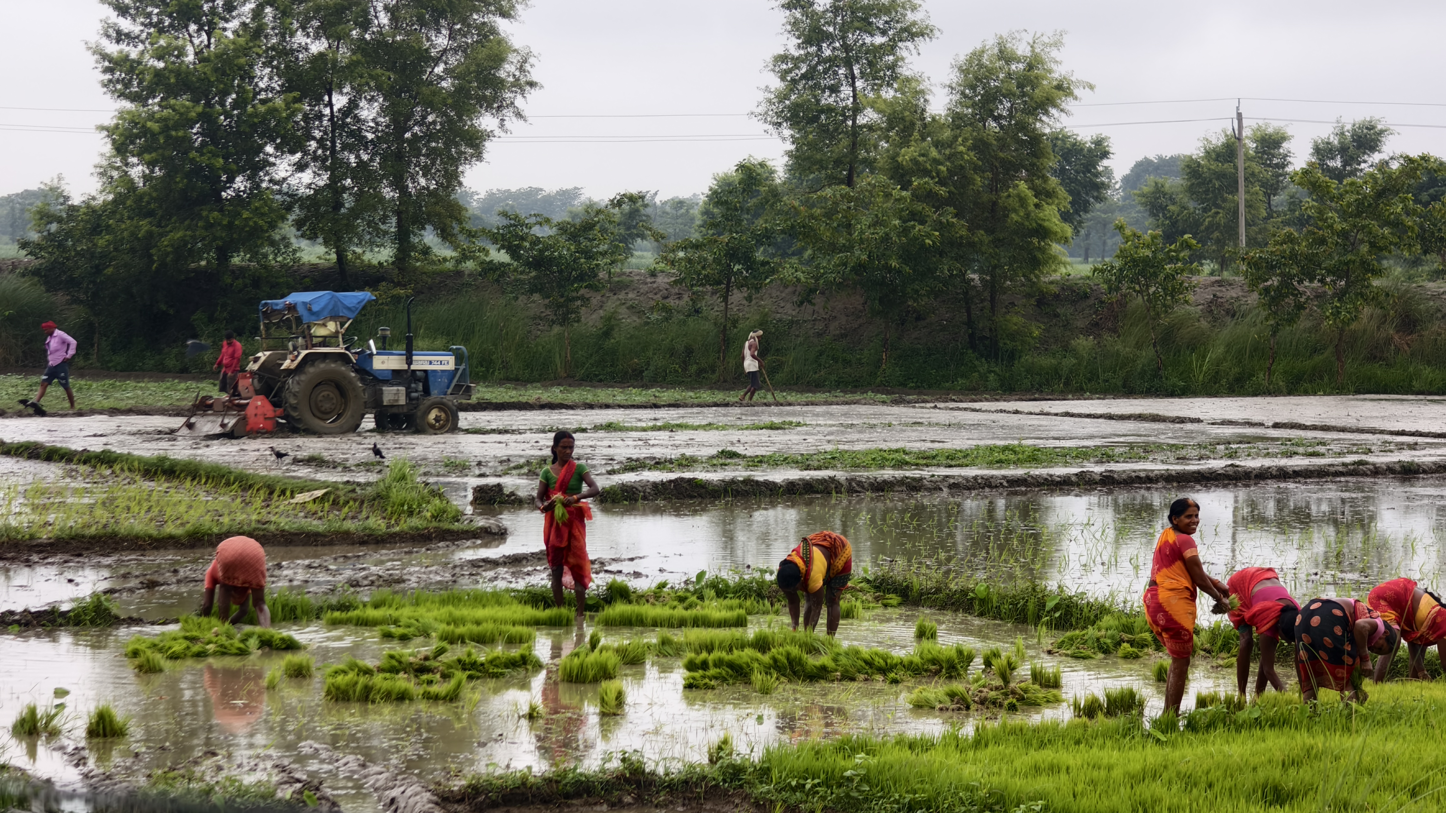झमाझम बारिश से खिल उठे किसानों के चेहरे,धान रोपनी ने पकड़ी रफ्तार