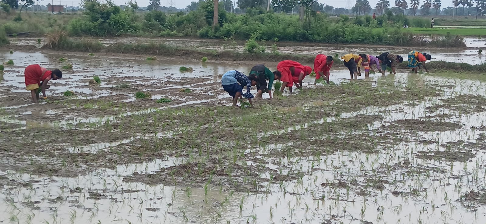 मानसून की बेरुखी ने बढ़ाई किसानों की चिंता, धान की रोपनी प्रभावित