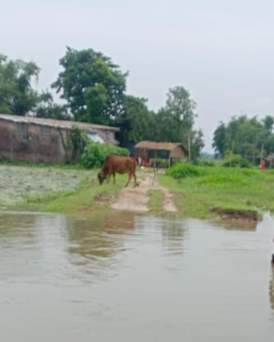 बारिश आई तो कट गया गांव का रिश्ता, सड़क टूटी... महादलित बस्ती हुई दुनिया से लगभग अलग