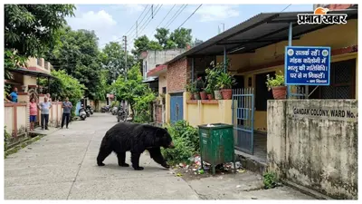 भोजन की तलाश में रिहायशी इलाके में पहुंची भालू, वन विभाग ने लोगों को किया सतर्कतीन महीने से गंडक कॉलोनी के आसपास मादा भालू बना रही है मूवमेंट