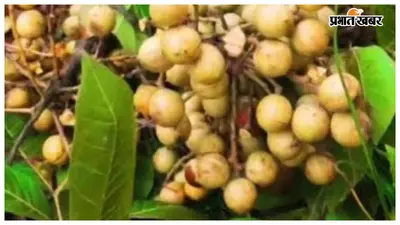 जंगलों में पकने लगे कुसुम के फल, बच्चों में दिखा खास उत्साह