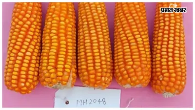 पूसा कृषि विश्वविद्यालय ने विकसित की मक्का की दो नई हाईब्रिड किस्में