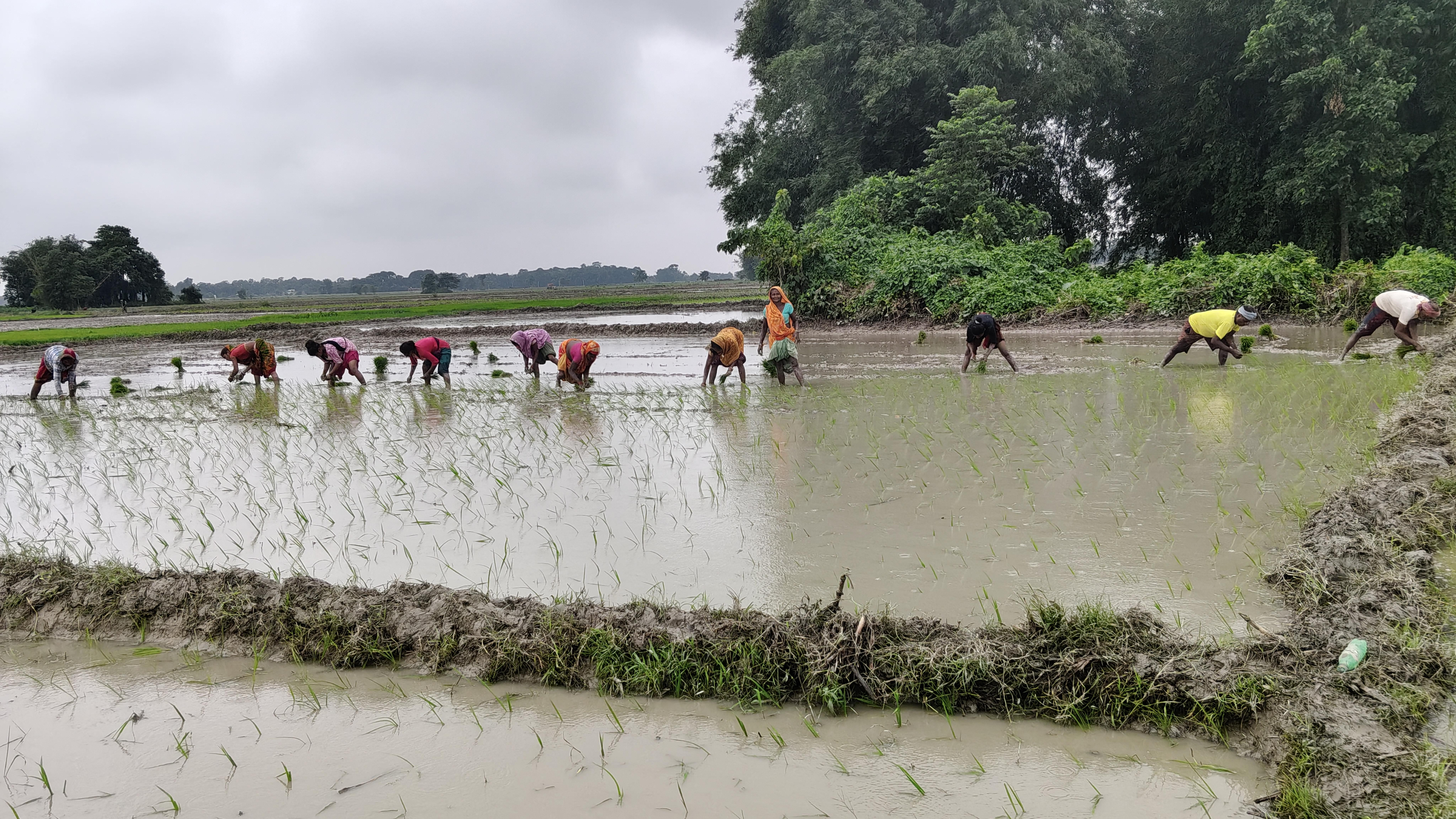मौनसून की बेरुखी के बाद बारिश से किसानों के चेहरे खिले, धान की रोपनी में आई तेजी