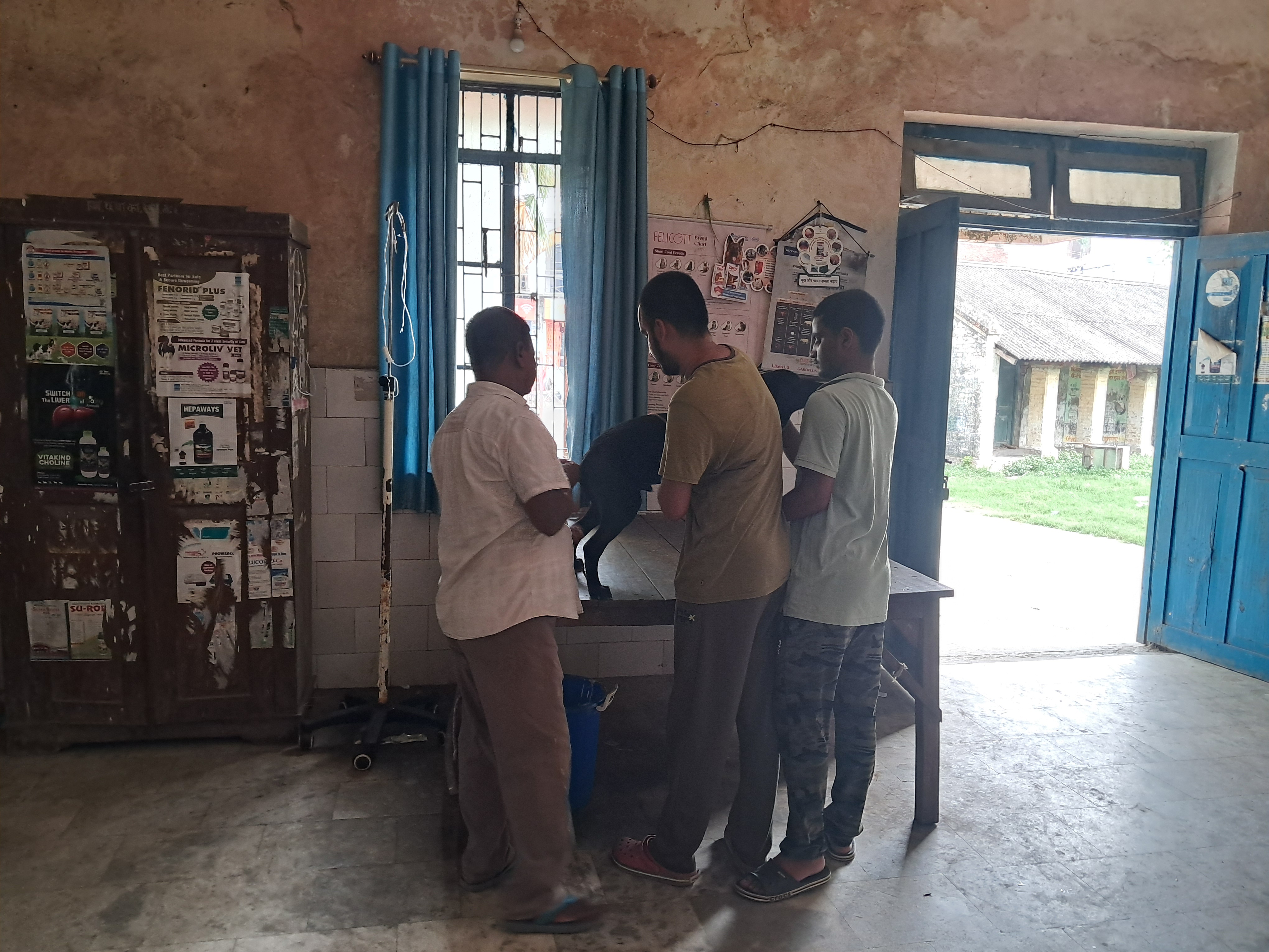 उमस और बारिश के बीच पशुओं पर मंडराया वायरस का खतरा, अस्पतालों में बढ़ी बीमार पेट्स की तादाद