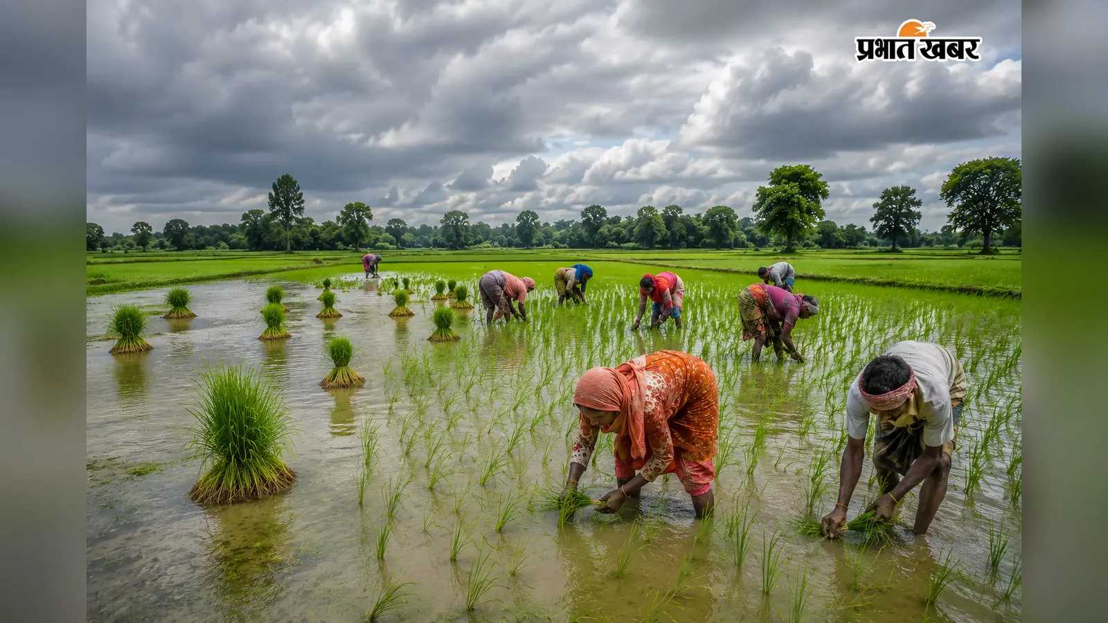 झमाझम बारिश से किसानों के खिले चेहरे, सिकटी में धान की रोपनी ने पकड़ी रफ्तार
