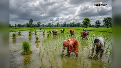 झमाझम बारिश से किसानों के खिले चेहरे, सिकटी में धान की रोपनी ने पकड़ी रफ्तार