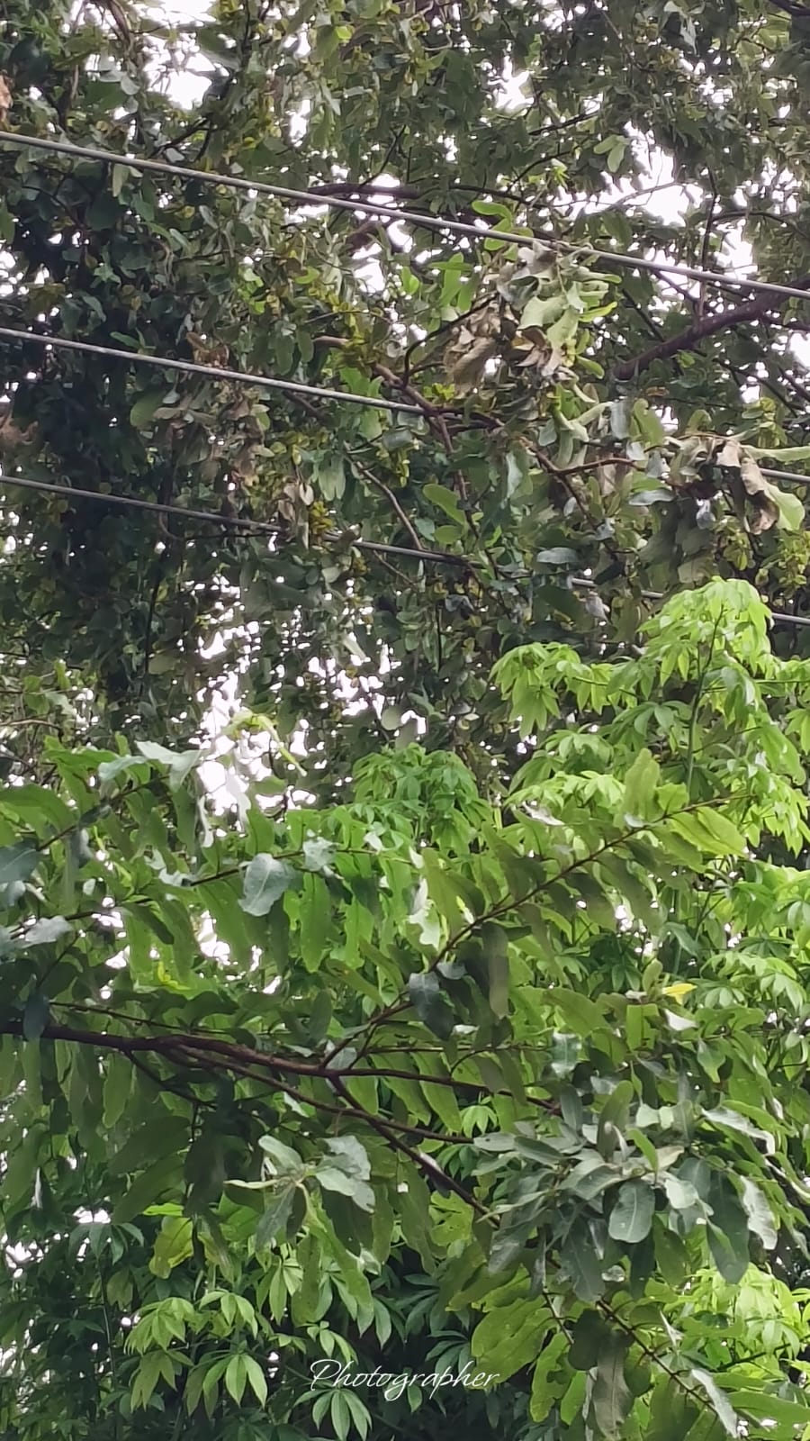 अख्तियारपुर पड़ेया सब-स्टेशन में बिजली संकट गहराया, 10 घंटे से आपूर्ति ठप