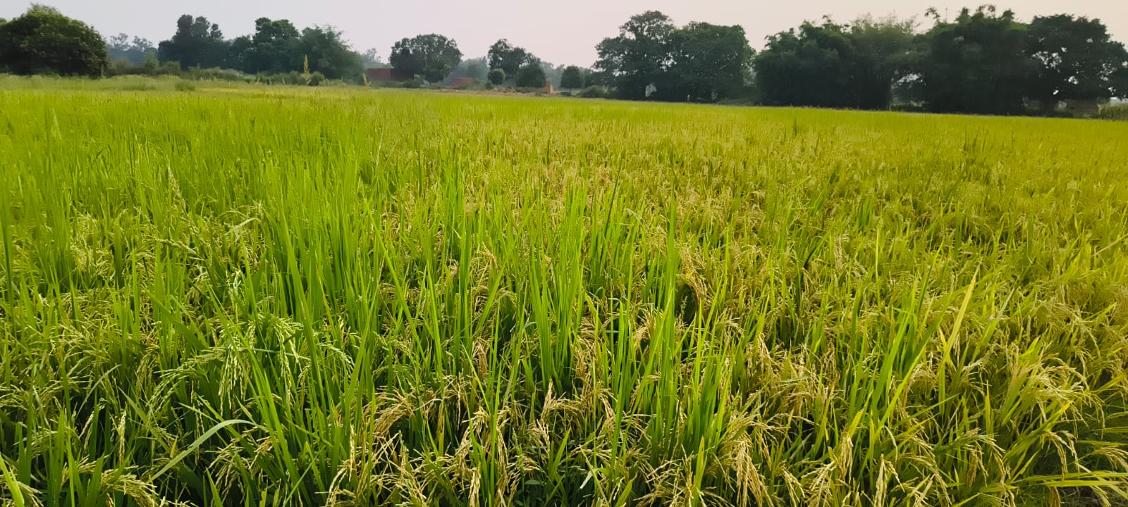 अमरपुर के किसान राजेश कुशवाहा ने पेश की नई मिसाल, 2 बीघे में 22 क्विंटल 'गरमा धान' की फसल का बंपर उत्पादन