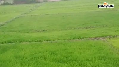 सीवान में झमाझम बारिश से बदला मौसम, धान की रोपनी ने पकड़ी रफ्तार, उमस से भी मिली राहत