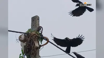सबौर में दिखा 'मदर नेचर' का अनोखा रूप: अंडों को बचाने के लिए काल बन गए कौए, प्रहार कर सांप को बिजली पोल से उतरने पर किया मजबूर