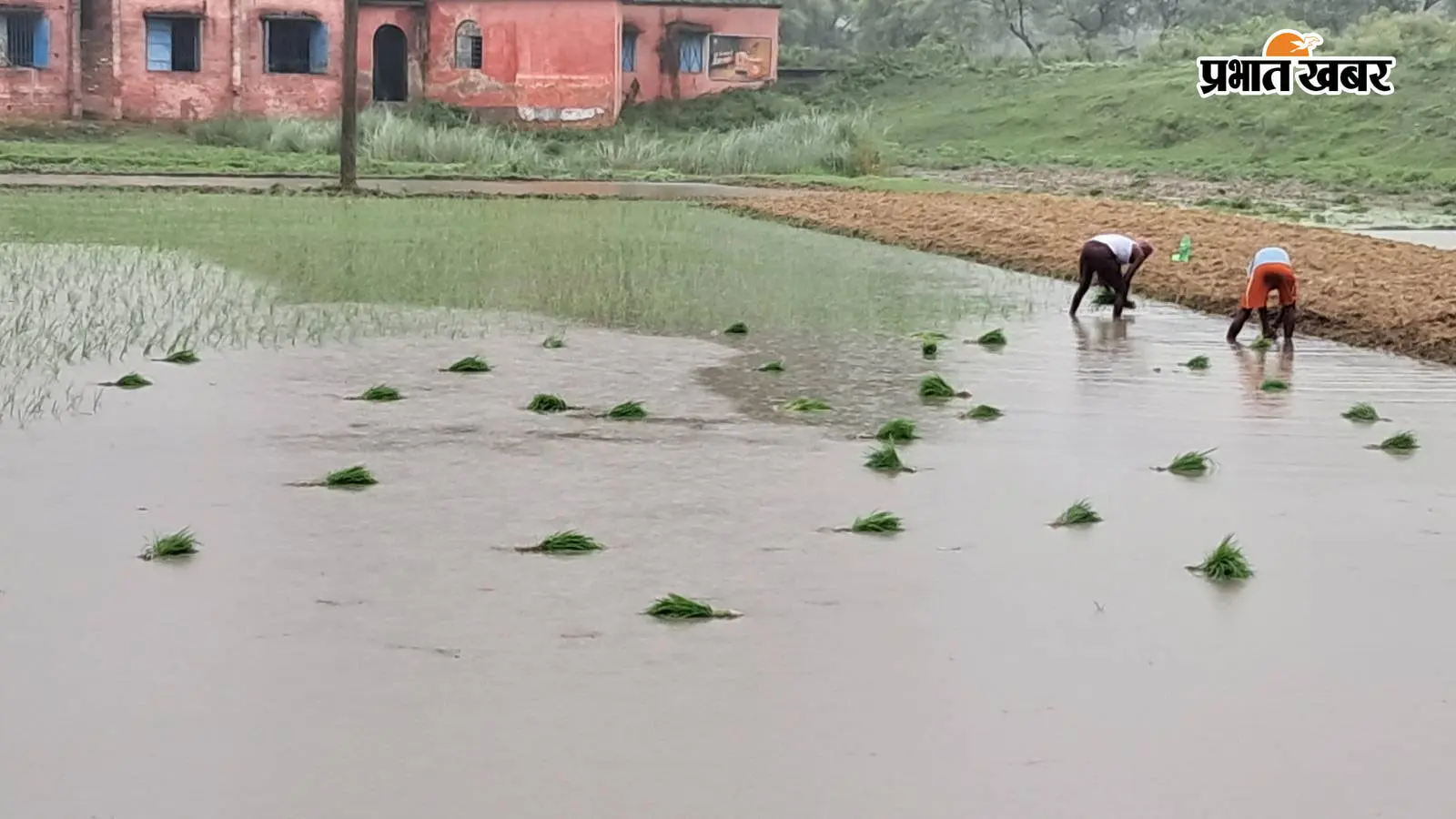 सारण: 24 घंटे की लगातार बारिश के बाद तरैया में शुरू हुई धान रोपनी, किसानों के खिले चेहरे