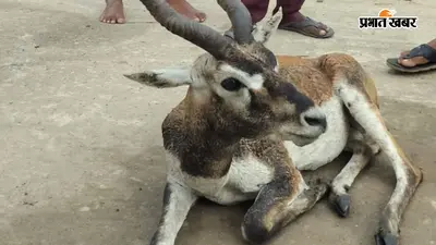 रोहतास में आवारा कुत्तों के हमले से घायल हिरण की बची जान, वन विभाग ने किया सफल रेस्क्यू