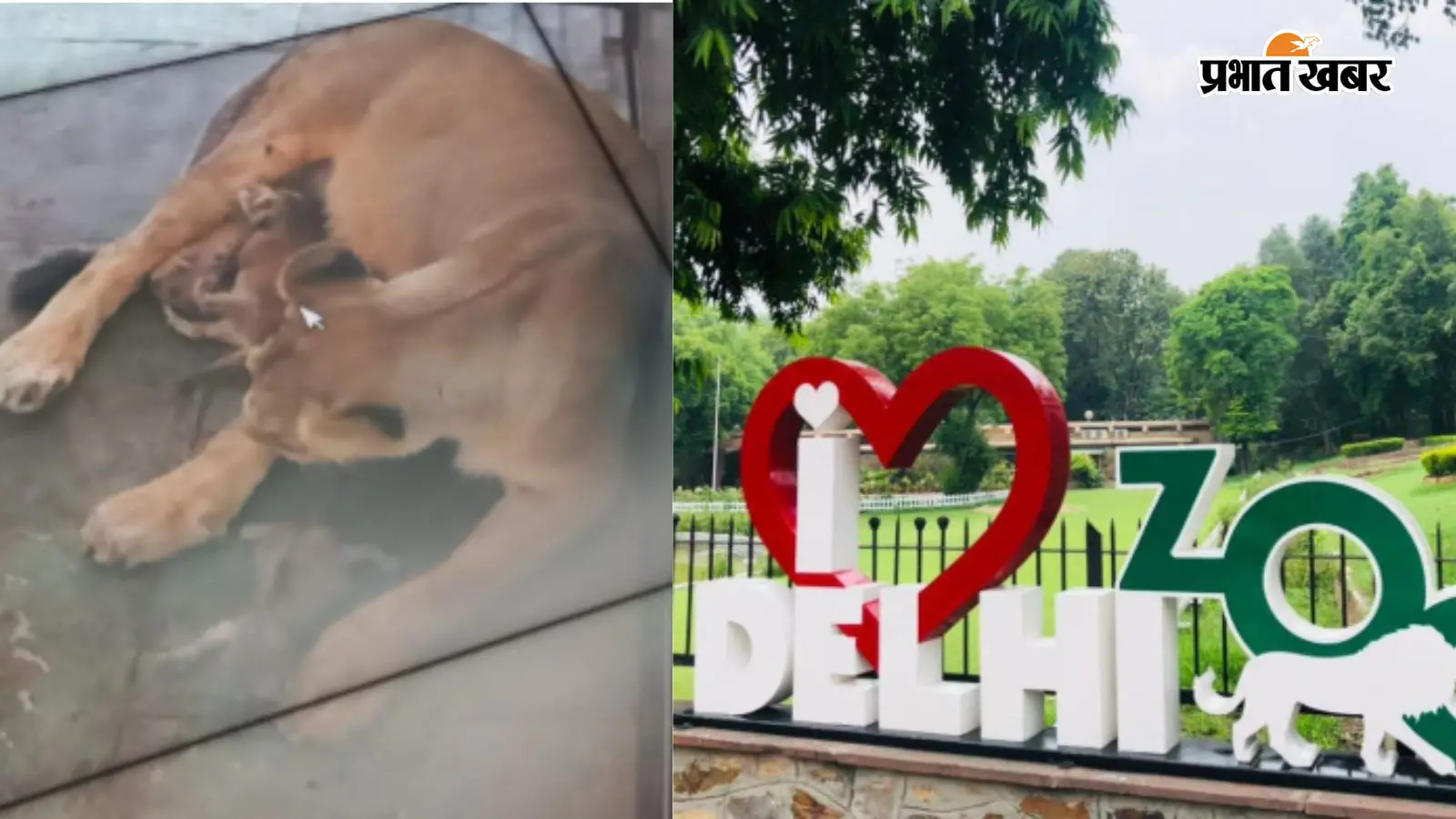 दिल्ली जू में अब गूंजेगी नन्हे शेरों की दहाड़, महा गौरी ने तीन शावकों को दिया जन्म