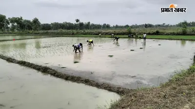 मानसून पहुंचते ही औरंगाबाद के जगई गांव में शुरू हुई धान की रोपाई, किसानों को अच्छी पैदावार की उम्मीद