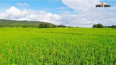 आरा : कम बारिश के बावजूद किसानों का कमाल, 99.2% धान बिचड़ा लगाने का लक्ष्य हुआ पूरा
