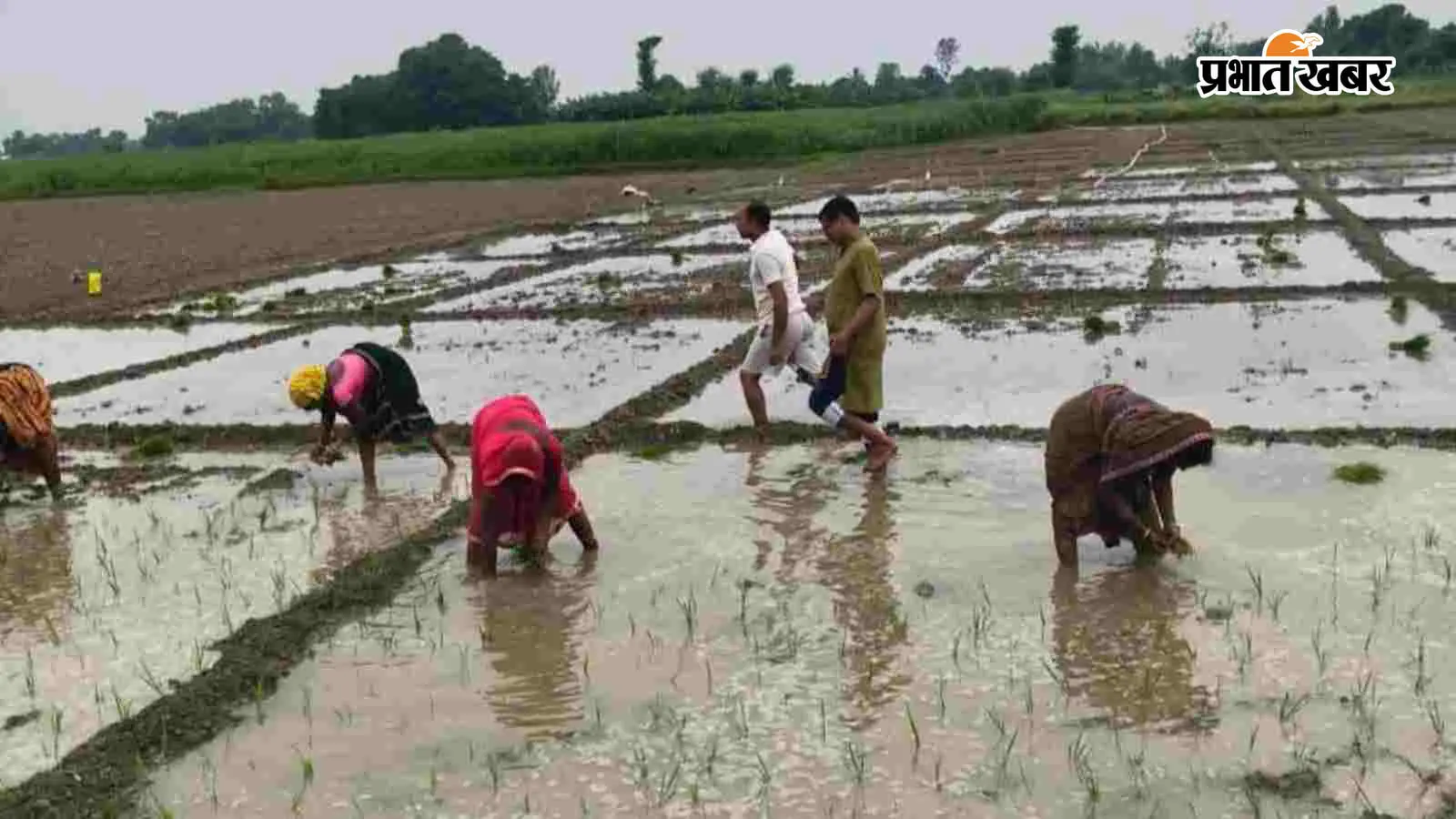 दरभंगा में कब होगी अच्छी बारिश? जानिए कितनी हुई रोपनी और क्या है मौसम विभाग का अनुमान
