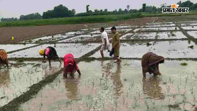 दरभंगा में कब होगी अच्छी बारिश? जानिए कितनी हुई रोपनी और क्या है मौसम विभाग का अनुमान