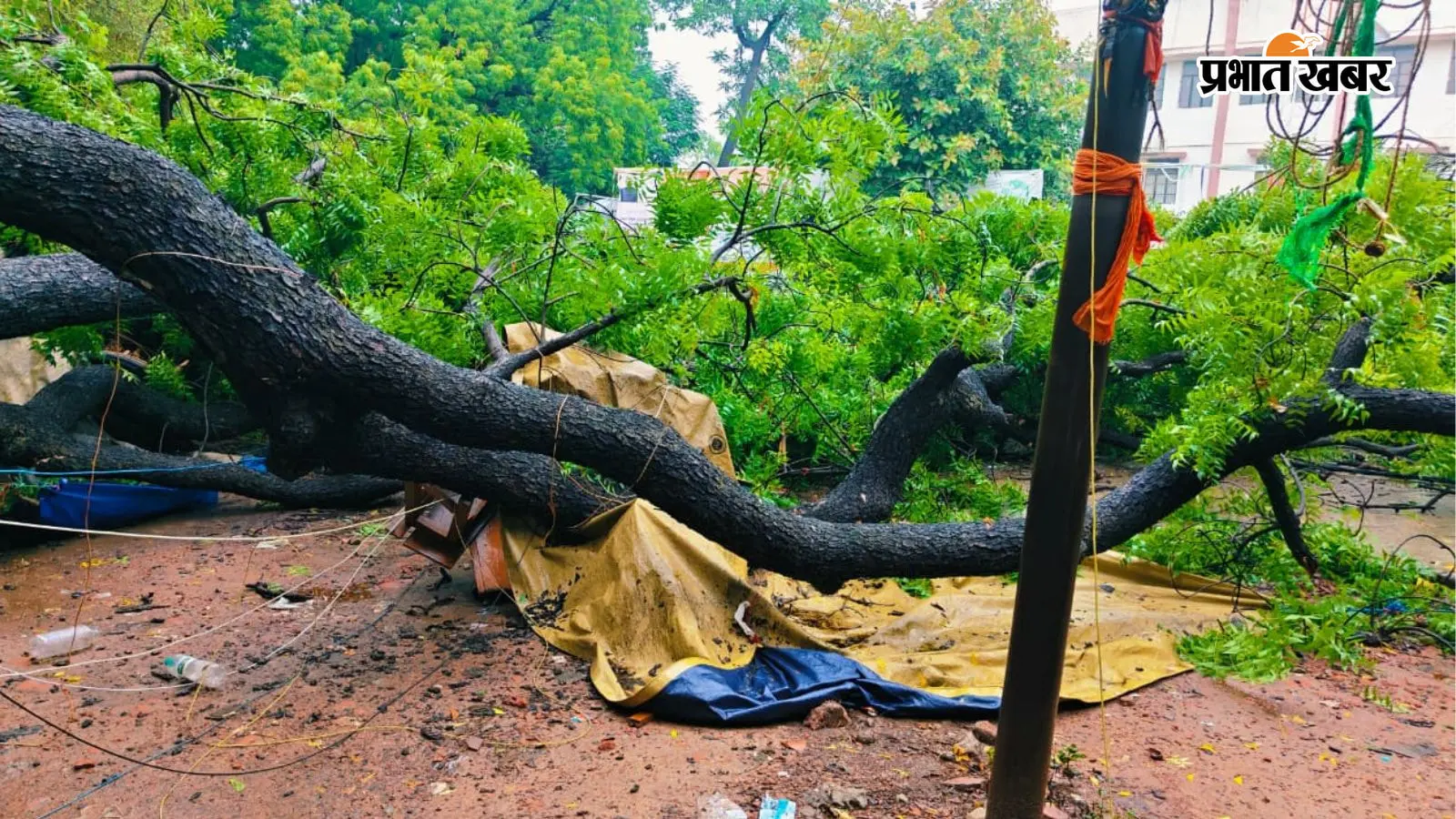 आरा समाहरणालय परिसर में तेज बारिश के बीच 50 साल पुराना नीम का पेड़ गिरा, अधिवक्ताओं के टेबल-कुर्सी टूटे, आवागमन प्रभावित
