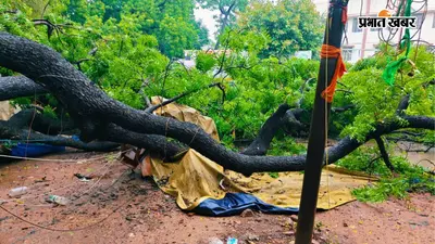 आरा समाहरणालय परिसर में तेज बारिश के बीच 50 साल पुराना नीम का पेड़ गिरा, अधिवक्ताओं के टेबल-कुर्सी टूटे, आवागमन प्रभावित