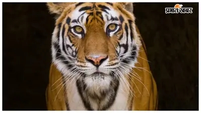 वीटीआर से निकलकर रिहायशी इलाके तक पहुंचा बाघ, खेतों में मिले ताजा पगमार्क