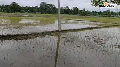 सारण में मानसून की दस्तक से शुरू हुई धान की रोपनी, बारिश ने बदली किसानों की किस्मत