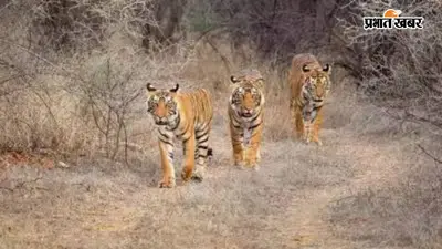 बिहार के इकलौते टाइगर रिजर्व से खुशखबरी, 20 साल में 10 गुना बढ़ी बाघों की संख्या