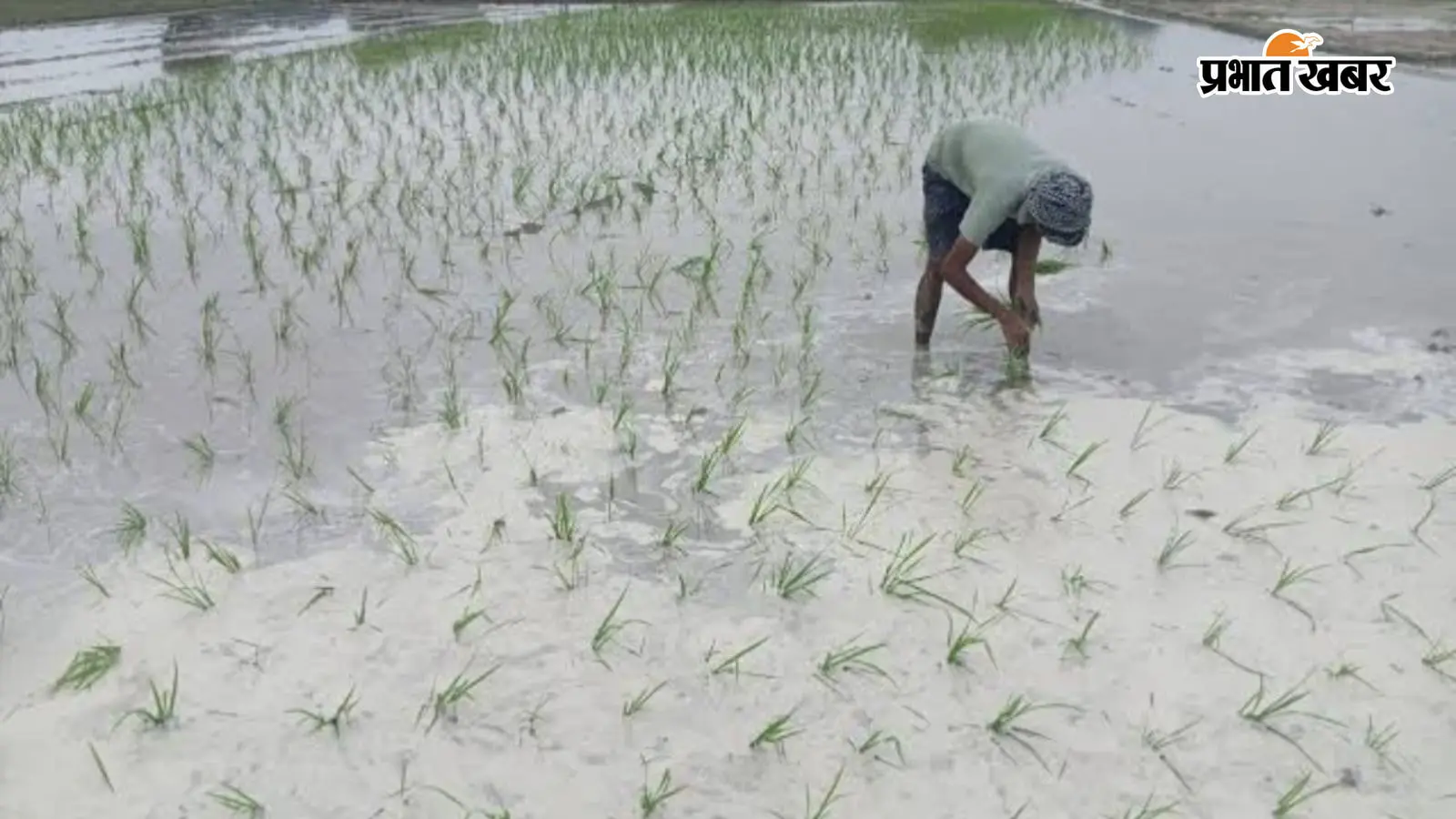 सीवान में मूसलाधार बारिश से मौसम हुआ सुहावना, उमस से मिली राहत, धान की रोपनी ने पकड़ी रफ्तार