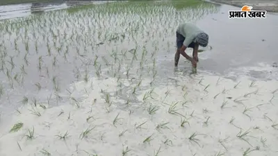 सीवान में मूसलाधार बारिश से मौसम हुआ सुहावना, उमस से मिली राहत, धान की रोपनी ने पकड़ी रफ्तार