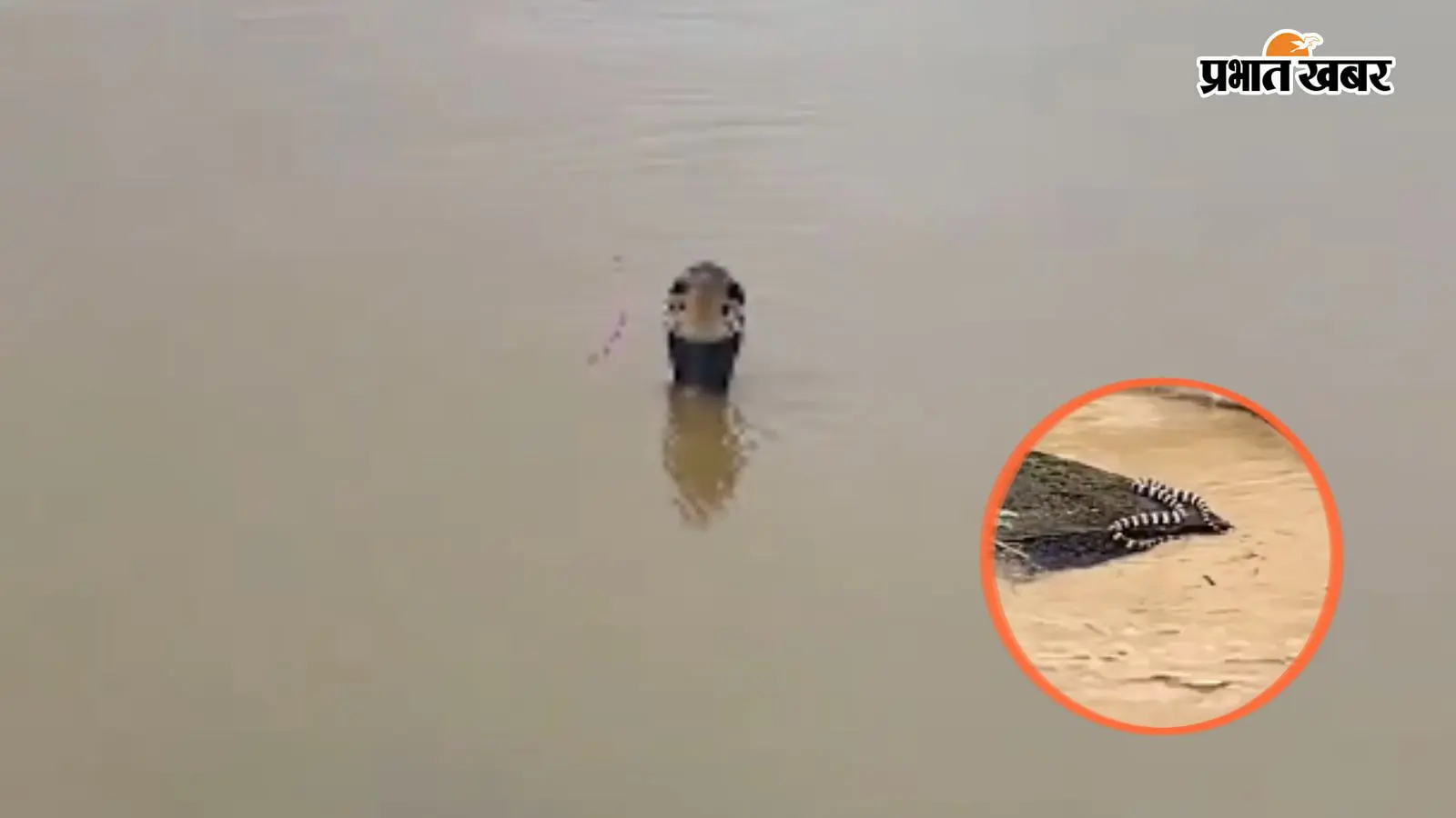Viral Video : बाढ़ में बहा स्नेक फार्म, 900 जहरीले सांप हुए फरार