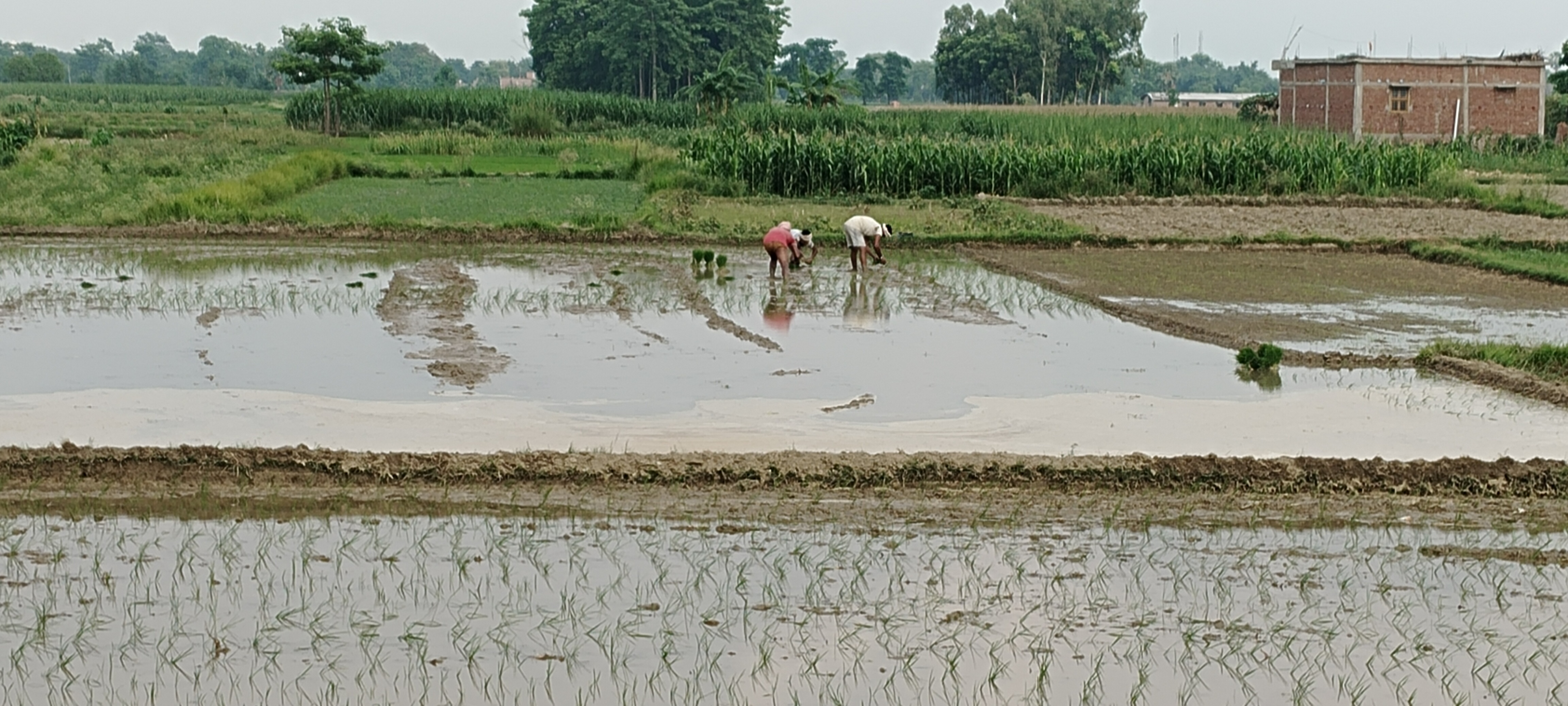 मानसून सक्रिय होने से अन्नदाताओं के चेहरे खिले, खेतों में बढ़ी धान रोपनी की रफ्तार