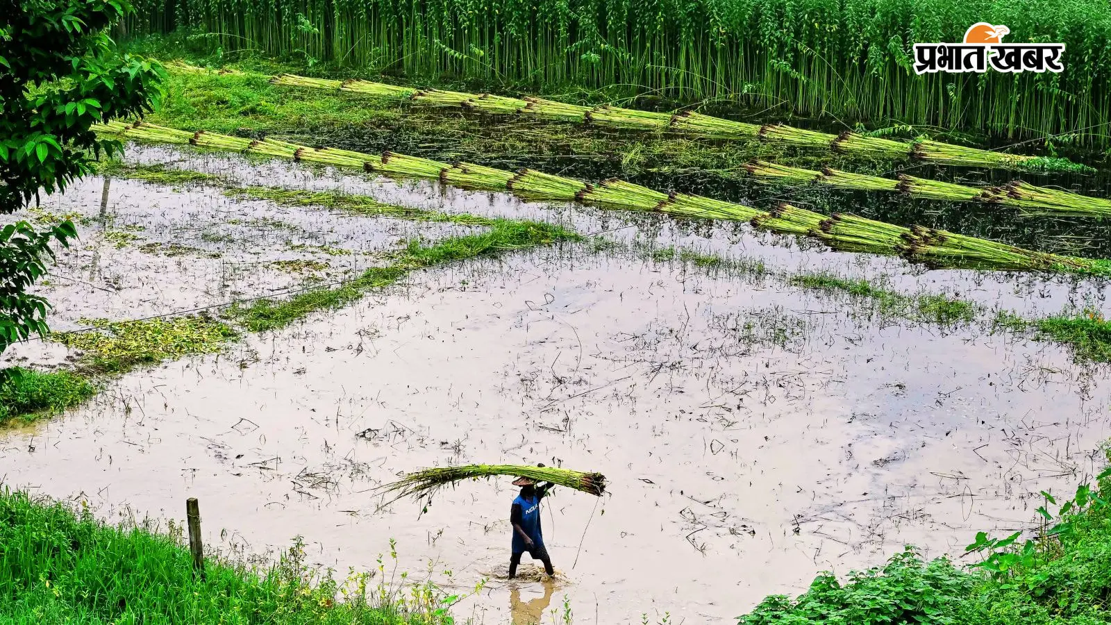 मानसून ने पकड़ी रफ्तार, मुर्शिदाबाद और बर्धमान में तेज वर्षा और वज्रपात का अलर्ट, जानें अगले 6 दिन कैसा रहेगा मौसम