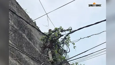 मधेपुरा में बिजली के पोल पर उग आया 'जंगल', तारों में उलझीं बेलें बढ़ा रहीं हादसे का खतरा
