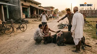 बाइक से घायल नंदी को नहीं मिला इलाज, अब पशु चिकित्सकों पर होगी कार्रवाई