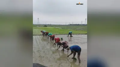 बारिश से अररिया में धान रोपनी ने पकड़ी रफ्तार, लक्ष्य का 41 फीसदी काम पूरा