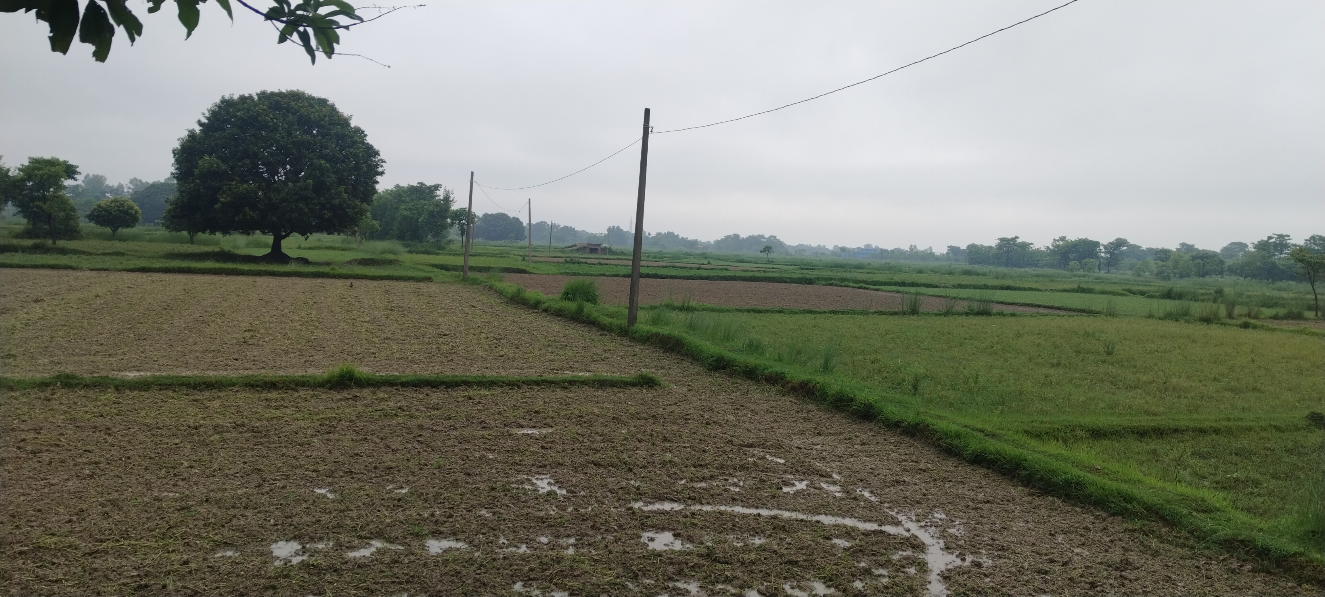 मानसून हुआ मेहरबान, सीतामढ़ी में झमाझम बारिश का अलर्ट, किसानों के खिले चेहरे