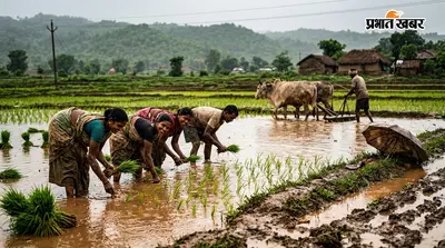 कुशेश्वरस्थान में बारिश से बदला मौसम, गर्मी से राहत, धान रोपनी को मिली रफ्तार