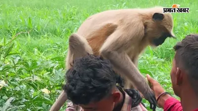 गया जी : जंगल से आए लंगूर ने खेत में काम कर रहे लोगों पर किया हमला, दो ग्रामीण बुरी तरह घायल