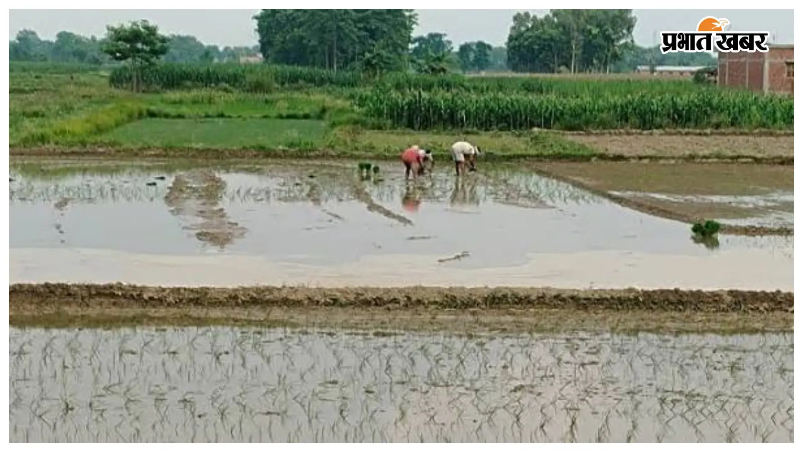 मानसून की रफ्तार से बढ़ी धान रोपनी, जिले में अब तक 23 फीसदी लक्ष्य पूरा
