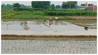 मानसून की रफ्तार से बढ़ी धान रोपनी, जिले में अब तक 23 फीसदी लक्ष्य पूरा
