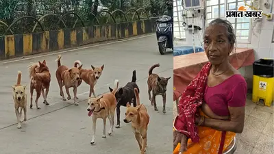 मॉर्निंग वॉक पर निकली वृद्ध महिला पर कुत्तों के झुंड का हमला, गंभीर रूप से घायल