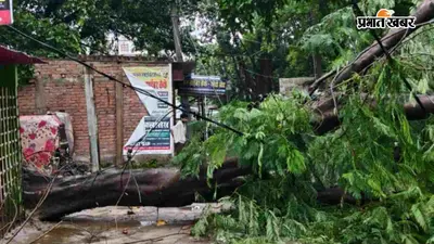 Motihari Rain: बारिश के बाद बढ़ा खतरा, जर्जर पेड़ों की छंटाई की उठी मांग