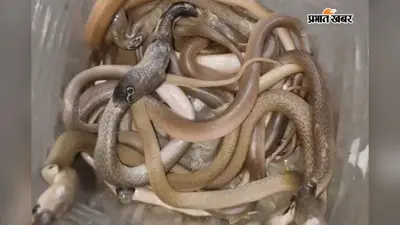 पूर्णिया में मकान के नीचे मिला सांपों का कुनबा: खुदाई में एक साथ निकले तीन दर्जन से ज्यादा जहरीले सांप